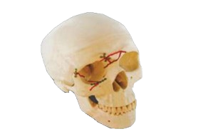 Maxillofacial Manufacturer in India